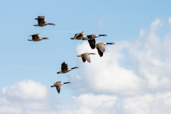 Group or gaggle of Canada Geese (Branta canadensis) flying, in flight against fluffy white clouds