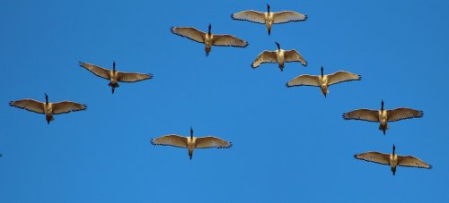 geese in v formation